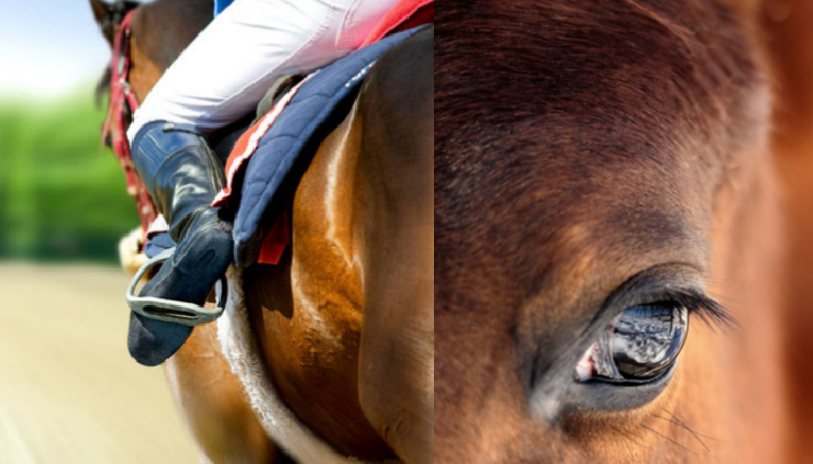horses